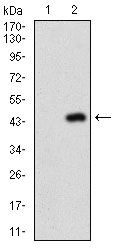 NAPSA / NAPA / Napsin A Antibody - Western blot using NAPSA monoclonal antibody against HEK293 (1) and NAPSA (AA: 20-158)-hIgGFc transfected HEK293 (2) cell lysate.