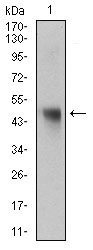 NAPSA / NAPA / Napsin A Antibody - Western blot using NAPSA mouse monoclonal antibody against rat liver tissue lysate.