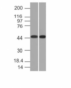 NAPSA / NAPA / Napsin A Antibody - Western blot of K562 and HEK293 cell lysates using Napsin-A antibody (NAPSA/1238).  This image was taken for the unmodified form of this product. Other forms have not been tested.