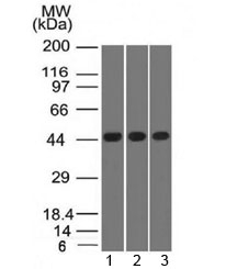 NAPSA / NAPA / Napsin A Antibody - Western blot of K562 and HEK293 cell lysates using Napsin-A antibody (NAPSA/1238)
