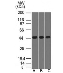 NAPSA / NAPA / Napsin A Antibody - Western blot testing of A) K562, B) HEK293 and C) A549 lysate using Napsin A antibody.  This image was taken for the unmodified form of this product. Other forms have not been tested.