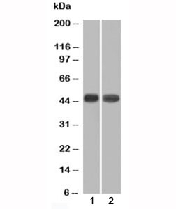 NAPSA / NAPA / Napsin A Antibody - Western blot of 1) K562 and 2) HEK293 cell lysates using Napsin-A antibody (NAPSA/1239).  This image was taken for the unmodified form of this product. Other forms have not been tested.