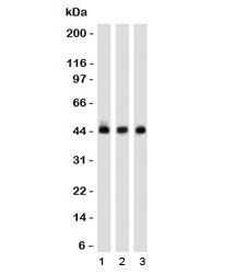 NAPSA / NAPA / Napsin A Antibody - Western blot of 1) K562, 2) 293 and 3) A549 cell lysates using Napsin-A antibody (clone NPSNA-1).  This image was taken for the unmodified form of this product. Other forms have not been tested.