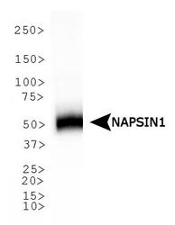 NAPSA / NAPA / Napsin A Antibody - Western Blot - Western blot of NAPSIN1 expression in human lung.  This image was taken for the unconjugated form of this product. Other forms have not been tested.