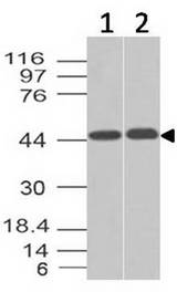 NAPSA / NAPA / Napsin A Antibody - Fig-1: Western blot analysis of Napsin. Anti-Napsin antibody was tested at 0.5 µg/ml on K562, Liver and Hek 293 lysates.