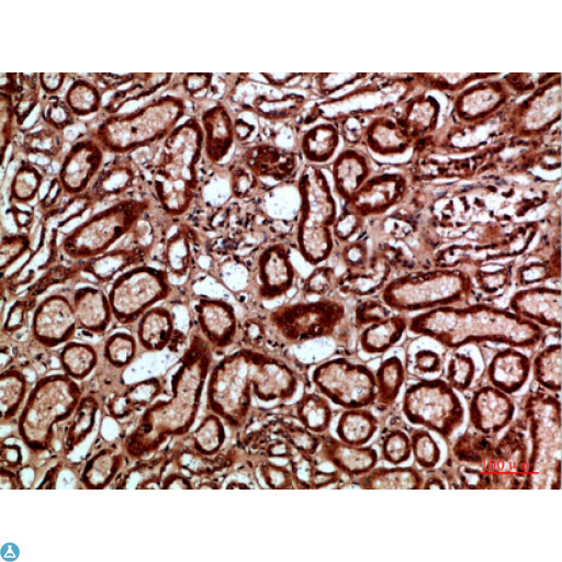 NAPSA / NAPA / Napsin A Antibody - Immunohistochemical analysis of paraffin-embedded human-kidney, antibody was diluted at 1:200.
