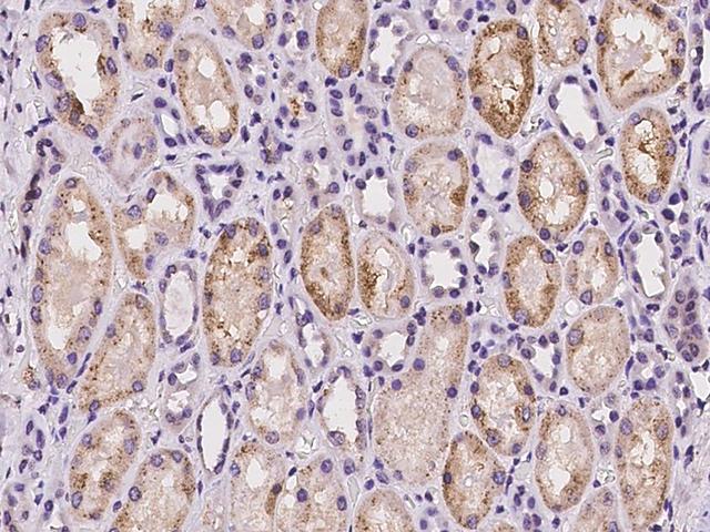 NAPSA / NAPA / Napsin A Antibody - Immunochemical staining of human NAPSA in human kidney with rabbit polyclonal antibody at 1:100 dilution, formalin-fixed paraffin embedded sections.