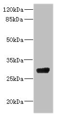 NAR / CPSF4 Antibody - Western blot All Lanes: CPSF4 antibody IgG at 4.37ug/ml+ 293T whole cell lysate Secondary Goat polyclonal to rabbit IgG at 1/10000 dilution Predicted band size: 31,28 kDa Observed band size: 30 kDa