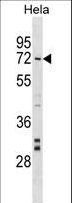 NARF Antibody - NARF Antibody western blot of HeLa cell line lysates (35 ug/lane). The NARF antibody detected the NARF protein (arrow).
