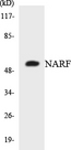 NARF Antibody - Western blot of the lysates from 293 cells using NARF antibody.