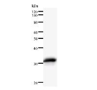NARG1 / NAA15 Antibody - Western blot analysis of immunized recombinant protein, using anti-NARG1 monoclonal antibody.