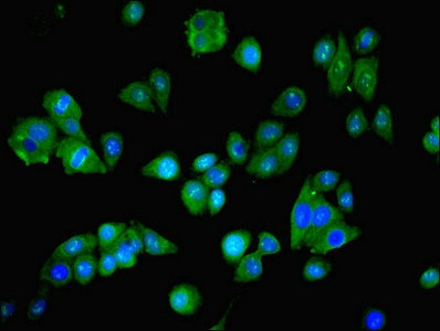 NARS Antibody - Immunofluorescent analysis of HepG2 cells using NARS Antibody at dilution of 1:100 and Alexa Fluor 488-congugated AffiniPure Goat Anti-Rabbit IgG(H+L)