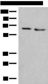 NARS Antibody - Western blot analysis of HEPG2 and A172 cell lysates  using NARS Polyclonal Antibody at dilution of 1:350