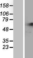 NARS Protein - Western validation with an anti-DDK antibody * L: Control HEK293 lysate R: Over-expression lysate