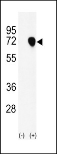 NASP Antibody - Western blot of NASP (arrow) using rabbit polyclonal NASP Antibody. 293 cell lysates (2 ug/lane) either nontransfected (Lane 1) or transiently transfected with the NASP gene (Lane 2).