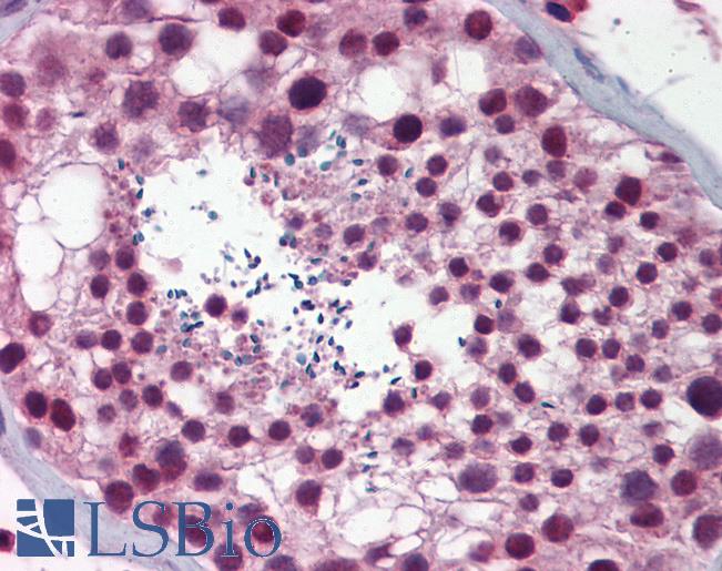 NASP Antibody - Anti-NASP antibody IHC of human testis. Immunohistochemistry of formalin-fixed, paraffin-embedded tissue after heat-induced antigen retrieval. Antibody concentration 5 ug/ml.  This image was taken for the unconjugated form of this product. Other forms have not been tested.