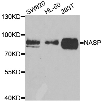 NASP Antibody - Western blot analysis of extracts of various cell lines.