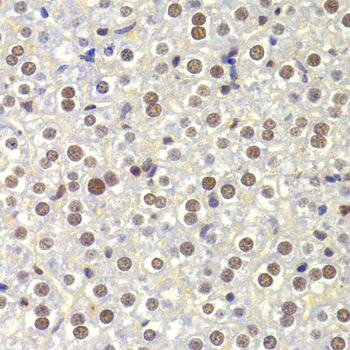 NASP Antibody - Immunohistochemistry of paraffin-embedded Mouse liver tissue.