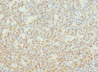 NASP Antibody - Immunohistochemistry of paraffin-embedded human tonsil tissue at dilution 1:100