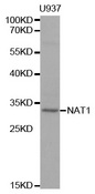 NAT1 / AAC1 Antibody - Western blot analysis of extracts of U-937 cells, using NAT1 antibody at 1:1000 dilution. The secondary antibody used was an HRP Goat Anti-Rabbit IgG (H+L) at 1:10000 dilution. Lysates were loaded 25ug per lane and 3% nonfat dry milk in TBST was used for blocking.