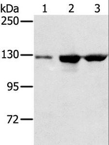 NAT10 Antibody - Western blot analysis of A549, K562 and HeLa cell, using NAT10 Polyclonal Antibody at dilution of 1:200.