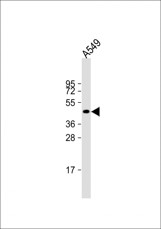NAT16 / C7orf52 Antibody - Anti-NAT16 Antibody (N-Term) at 1:2000 dilution + A549 whole cell lysate Lysates/proteins at 20 ug per lane. Secondary Goat Anti-Rabbit IgG, (H+L), Peroxidase conjugated at 1:10000 dilution. Predicted band size: 41 kDa. Blocking/Dilution buffer: 5% NFDM/TBST.