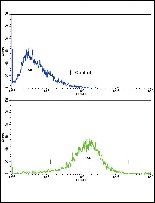 NAT2 Antibody - Flow cytometric of HepG2 cells using NAT2 Antibody (bottom histogram) compared to a negative control cell (top histogram). FITC-conjugated goat-anti-rabbit secondary antibodies were used for the analysis.