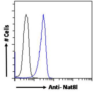 NAT8L Antibody - Nat8l antibody flow cytometric analysis of paraformaldehyde fixed Kelly cells (blue line), permeabilized with 0.5% Triton. Primary incubation 1hr (10ug/ml) followed by Alexa Fluor 488 secondary antibody (1ug/ml). IgG control: Unimmunized goat IgG (black line) followed by Alexa Fluor 488 secondary antibody.