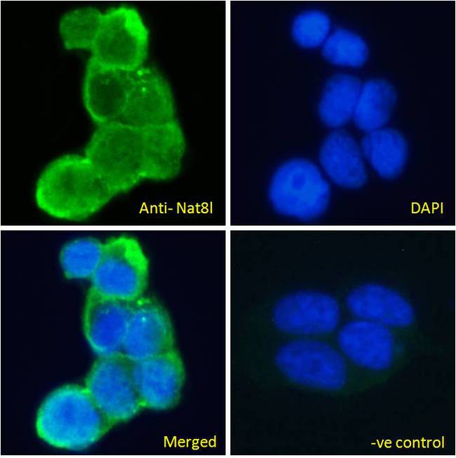 NAT8L Antibody - Nat8l antibody immunofluorescence analysis of paraformaldehyde fixed HEK293 cells, permeabilized with 0.15% Triton. Primary incubation 1hr (10ug/ml) followed by Alexa Fluor 488 secondary antibody (2ug/ml), showing cytoplasmic staining. The nuclear stain is DAPI (blue). Negative control: Unimmunized goat IgG (10ug/ml) followed by Alexa Fluor 488 secondary antibody (2ug/ml).