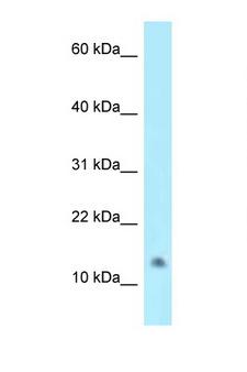 NAT8L Antibody - NAT8L antibody Western blot of HepG2 Cell lysate. Antibody concentration 1 ug/ml.  This image was taken for the unconjugated form of this product. Other forms have not been tested.