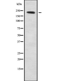 NAV1 Antibody - Western blot analysis NAV1 using COS7 whole cells lysates