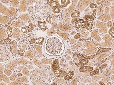NAV1 Antibody - Immunochemical staining of human NAV1 in human kidney with rabbit polyclonal antibody at 1:100 dilution, formalin-fixed paraffin embedded sections.