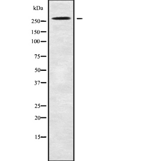 NAV3 Antibody - Western blot analysis NAV3 using HepG2 whole cells lysates