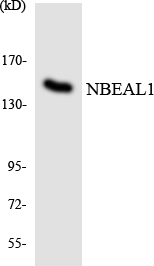NBEAL1 Antibody - Western blot analysis of the lysates from HeLa cells using NBEAL1 antibody.