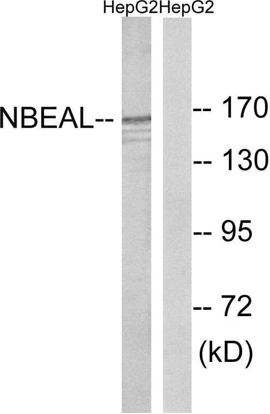 NBEAL1 Antibody - Western blot analysis of lysates from HepG2 cells, using NBEAL1 Antibody. The lane on the right is blocked with the synthesized peptide.