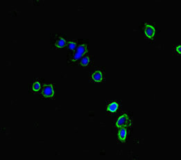 NBEAL2 Antibody - Immunofluorescent analysis of HepG2 cells diluted at 1:100 and Alexa Fluor 488-congugated AffiniPure Goat Anti-Rabbit IgG(H+L)