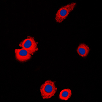 NBL1 / DAN Antibody - Immunofluorescent analysis of NBL1 staining in Raw264.7 cells. Formalin-fixed cells were permeabilized with 0.1% Triton X-100 in TBS for 5-10 minutes and blocked with 3% BSA-PBS for 30 minutes at room temperature. Cells were probed with the primary antibody in 3% BSA-PBS and incubated overnight at 4 C in a humidified chamber. Cells were washed with PBST and incubated with a DyLight 594-conjugated secondary antibody (red) in PBS at room temperature in the dark. DAPI was used to stain the cell nuclei (blue).