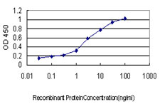 NBL1 / DAN Antibody - Detection limit for recombinant GST tagged NBL1 is approximately 0.03 ng/ml as a capture antibody.