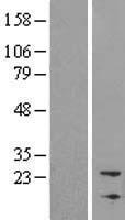NBL1 / DAN Protein - Western validation with an anti-DDK antibody * L: Control HEK293 lysate R: Over-expression lysate