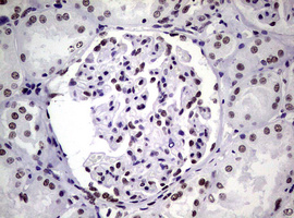 NBN / Nibrin Antibody - IHC of paraffin-embedded Human Kidney tissue using anti-NBN mouse monoclonal antibody.