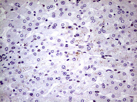 NBN / Nibrin Antibody - IHC of paraffin-embedded Human liver tissue using anti-NBN mouse monoclonal antibody.