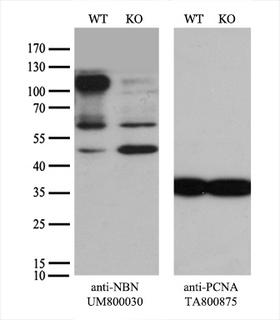 NBN / Nibrin Antibody - Equivalent amounts of cell lysates  and NBN-Knockout HeLa cells  were separated by SDS-PAGE and immunoblotted with anti-NBN monoclonal antibody. Then the blotted membrane was stripped and reprobed with anti-PCNA antibody as a loading control.
