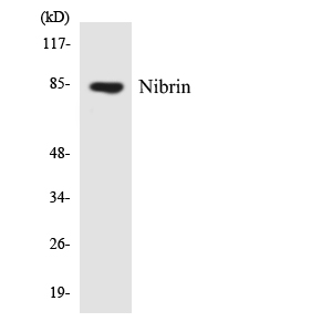 NBN / Nibrin Antibody - Western blot analysis of the lysates from K562 cells using Nibrin antibody.