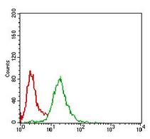 NBN / Nibrin Antibody - Flow Cytometry: NBS1 Antibody (7E4A2) - Flow cytometric analysis of HeLa cells using NBN mouse mAb (green) and negative control (red).