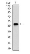 NBN / Nibrin Antibody - Western Blot: NBS1 Antibody (7E4A2) - Western blot analysis using NBN mAb against human NBN recombinant protein. (Expected MW is 44.3 kDa)