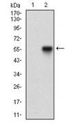 NBN / Nibrin Antibody - Western Blot: NBS1 Antibody (7E4A2) - Western blot analysis using NBN mAb against HEK293 (1) and NBN hIgGFc transfected HEK293 (2) cell lysate.