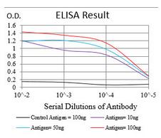 NBN / Nibrin Antibody - ELISA: NBS1 Antibody (7E4A2)