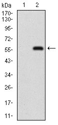 NBN / Nibrin Antibody - Western blot using NBN monoclonal antibody against HEK293 (1) and NBN (AA: 467-615)-hIgGFc transfected HEK293 (2) cell lysate.
