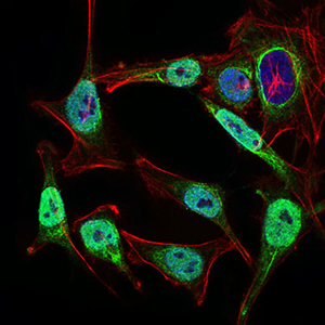 NBN / Nibrin Antibody - Immunofluorescence of HeLa cells using NBN mouse monoclonal antibody (green). Blue: DRAQ5 fluorescent DNA dye. Red: Actin filaments have been labeled with Alexa Fluor-555 phalloidin. Secondary antibody from Fisher (Cat#: 35503)