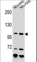 NBN / Nibrin Antibody - NBN Antibody western blot of NCI-H460,NCI-H292 cell line lysates (35 ug/lane). The NBN antibody detected the NBN protein (arrow).